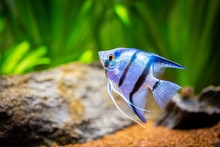 Portrait Of A Zebra Angelfish In Tank Fish With Blurred Background (Pterophyllum Scalare)