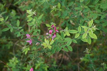 Lespedeza bicolor