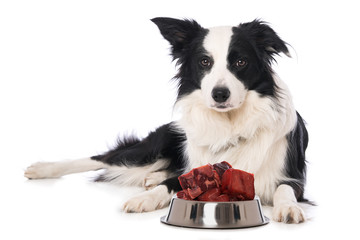 Wall Mural - Young border collie dog with a food bowl with meat isolated on white background