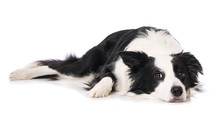 Young Border Collie Dog Lying Isolated On White Background