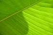 © Satheesh - A greenish banana leaf with beautiful pattern of nerves. Perfect picture template