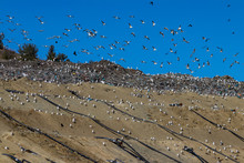 Birds Gulls Fly Over A Landfill In Europe, Like Over A Huge Sea Of Garbage In Search Of Food. Waste Lies Thickly Up To The Forest, Attracting Birds And Rodents