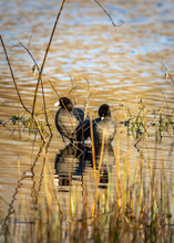American Coots In The Marsh Along The Nature Trail!