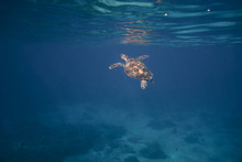 Turtle Swimming Under The Water