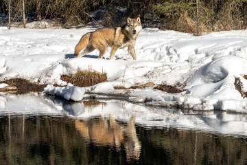 Wall Mural - wolf running reflection in river, montana