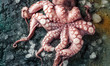 Zusammenstellung von Meeresfrüchten mit feinschmeckerischem Abendessenhintergrund der rohen frischen Krake Oktapus