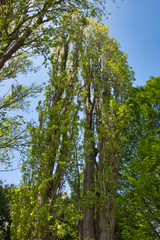 Wall Mural - tree with fresh green leaves