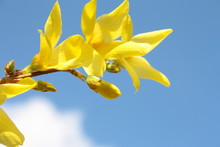 Yellow Forsythia Flowers Against The Blue Sky