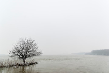 Conceptual landscape image of two shores with a lonely tree on a side and a thick forest on the opposite side of the water.