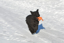 Bouvier Des Flanders Running With Dog Toy
