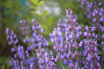 Salvia pratensis , meadow clary or meadow sage purple flowers in meadow in garden in summer. Collection of medicinal plants during flowering in summer and spring. Medicinal herbs. self-medication.