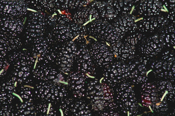 Background of fresh black mulberry berries.Image of ripe berries.