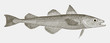 Alaska pollock gadus chalcogrammus, a highly commercial food fish from the North Pacific Ocean in side view