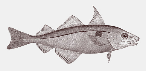 Wall Mural - Threatened haddock melanogrammus aeglefinus, highly commercial food fish from the Northeast Atlantic Ocean