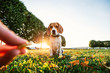 Faceless owner feeding serious Beagle dog at park