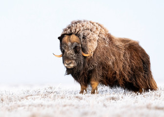 muskox (ovibos moschatus) arctic tundra, deadhorse, alaska, usa