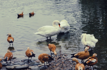 Accumulation of ducks and two swans near the lake