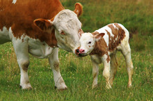 Cow And Calf