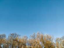 Clear Cloudless Blue Sky And Leafless Trees On The Sunny Day