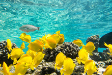 Underwater Paradise, Group Of Yellow Tang Fish, Big Island Hawaii