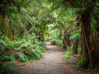 Fern Tree Walk