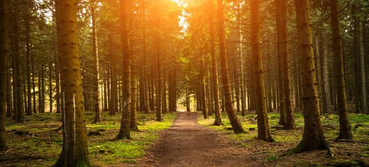 Silent Forest in spring with beautiful bright sun rays