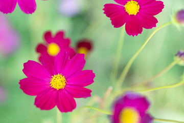 Wall Mural - closeup beautiful pink cosmos flower in the field with sunlight at morning, selective focus