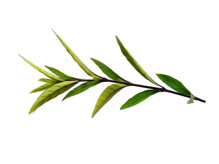 Green leaf or green leaves on white background. Justicia Fragilis leaf or justicia gendarussa leaves Isolated on white background.