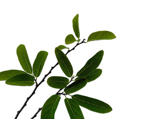 Tree with green leaves. The name of the plant is Annona squamosa. Sugar apple leaf on white background.