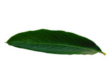 Fototapeta Koty - Red Ginger leaves or Alpinia purpurata leaf on white background. Green leaf isolated on white background.