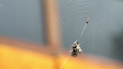 White black spider on the web 