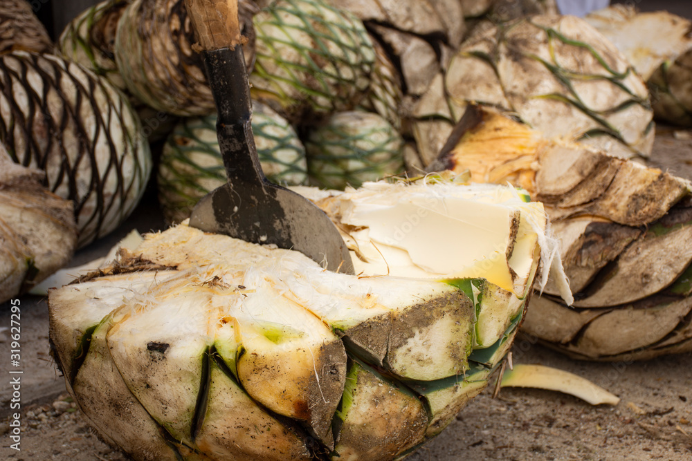 corte de pia de agave Stock Photo | Adobe Stock