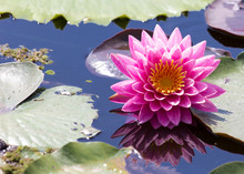 Beautiful Pink Waterlily Or Lotus Flower In Pond