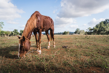 A Horse on a farm in Vinales, Cuba. 