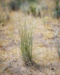 USA, Nevada, Clark County, Toquop Wash. Indian Rice Grass (Stipa hymenoides) is a beautiful desert bunchgrass that was used as a food source by Native Americans