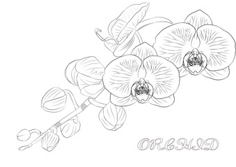 Wall Mural - orchid flowers frame