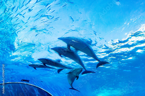 Obraz Dibond Delfin