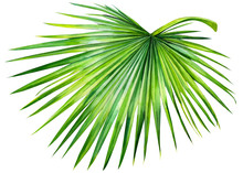 Palm Leaves, On An Isolated White Background, Watercolor Illustration