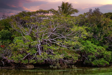 Wall Mural - mangrove