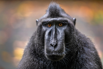 Wall Mural - Celebes crested macaque. Front view, Close up portrait . Crested black macaque, Sulawesi crested macaque, or black ape. Natural habitat. Sulawesi Island. Indonesia