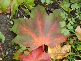 Bright multi-colored autumn maple leaves lie on the ground, close-up