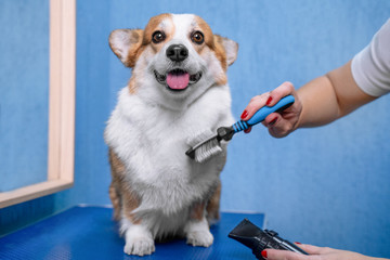 Wall Mural - Funny portrait of a welsh corgi pembroke dog, smiling with tongue, comb out with a special brush after shower in grooming salon.