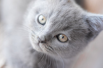 Wall Mural - A British kitten is lying on the windowsill. Cute kitten. Magazine cover. Pet. Grey kitten. . Kitten at the window.