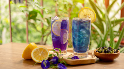 Two glasses of Blue and Violet Butterfly pea flower juice drinking, decoreted with yellow lemon sliced and fresh and dry Asian pigeon wings flowers, on wooden table and green blurry background