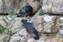 Pigeons Sur Les Rochers