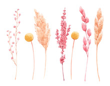 Beautiful Bouquet Composition With Watercolor Herbarium Wild Dried Grass In Pink And Yellow Colors. Stock Illustration.