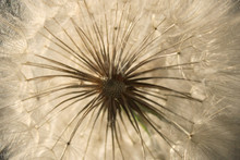 Blurry Image Of White Dandelion Flower, Horizontal View. Abstract Nature Texture Background.