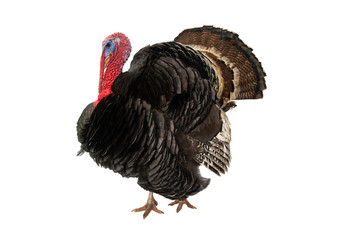 Poster - Bronze turkey isolated on a white background.