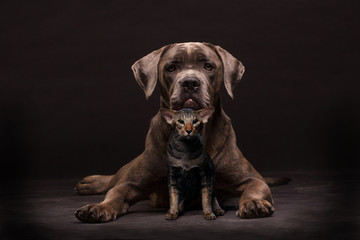 Cane corso dog and siamese cat