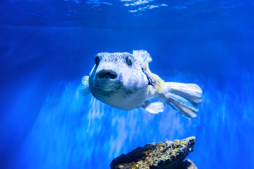 Wall Mural - Fugu puffer blowfish fish Arothron Hispidus in aquarium as nature underwater sea life background